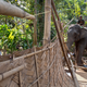 India Elephant Evictors